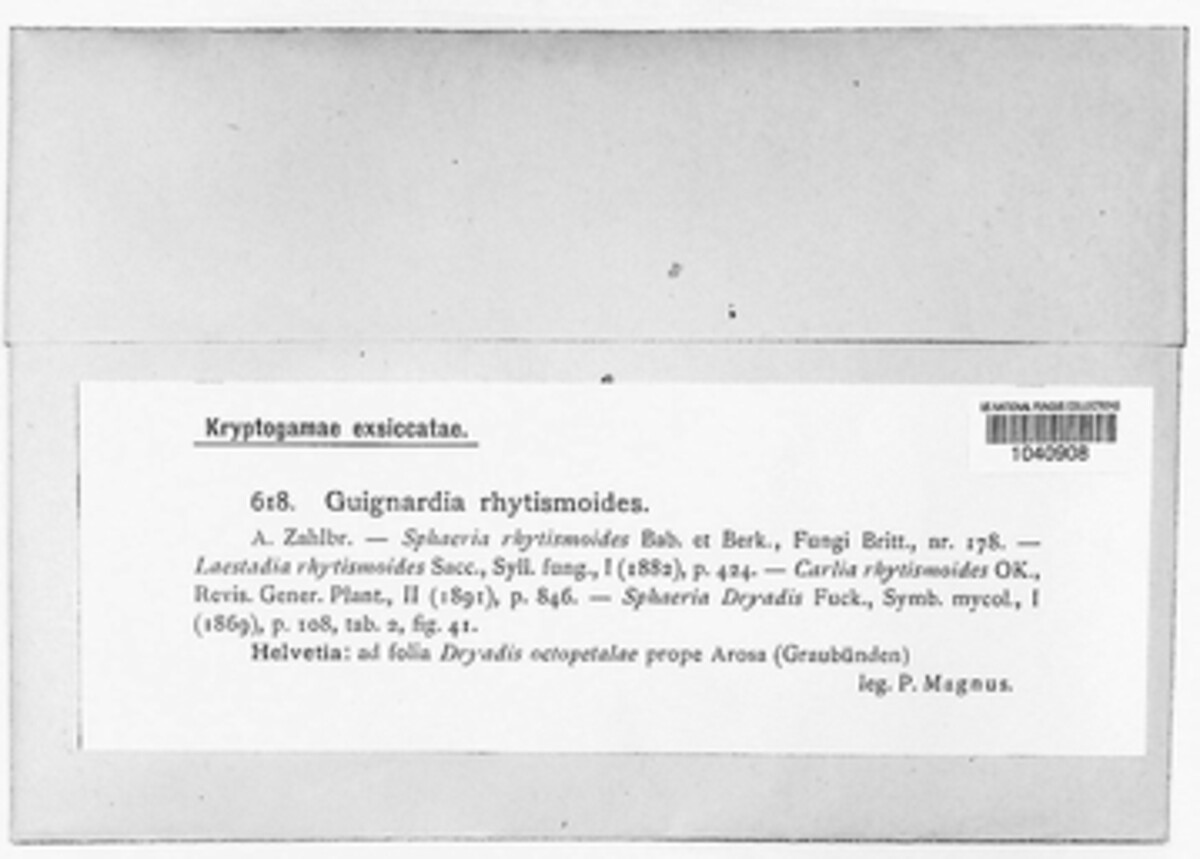 Isothea rhytismoides image